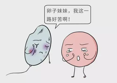 赴泰试管婴儿的时间成本够划算吗？