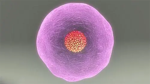 试管婴儿胚胎质量不好能成功吗？